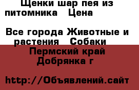 Щенки шар-пея из питомника › Цена ­ 15 000 - Все города Животные и растения » Собаки   . Пермский край,Добрянка г.